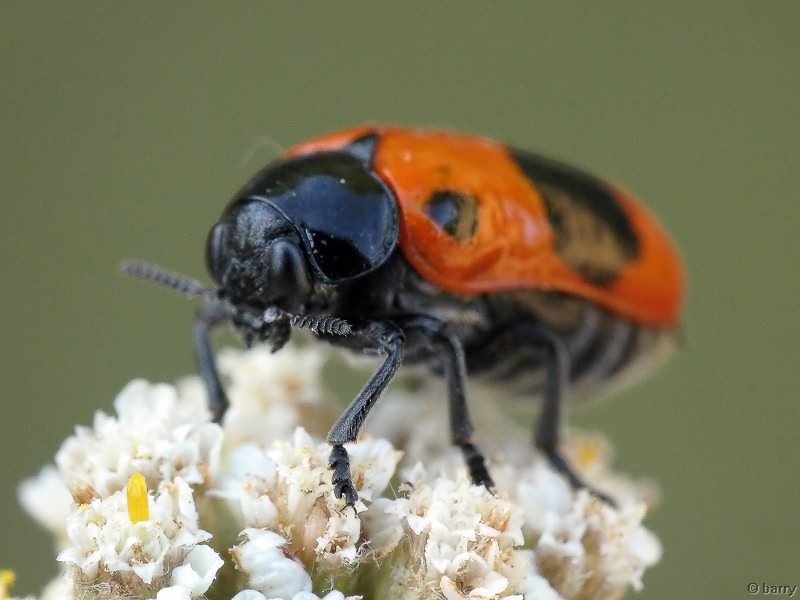 Clytra laeviuscula Ratzeburg, 1837